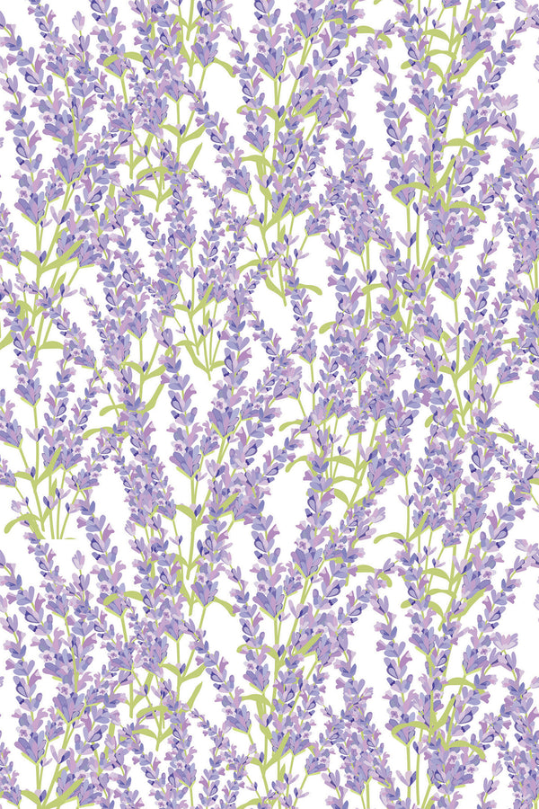Lavender Wallpaper