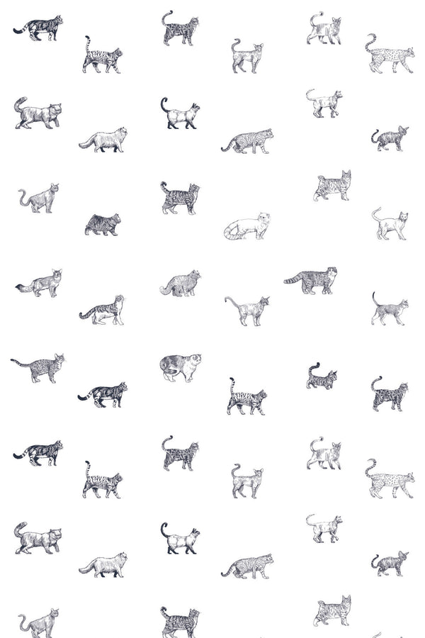 Cat breed Wallpaper